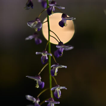 美術展グランプリ受賞（写真部）